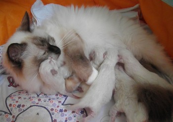 Holly et ses chatons : 08.08.2015 - Chatterie Ragdolls du Val de Beauvoir